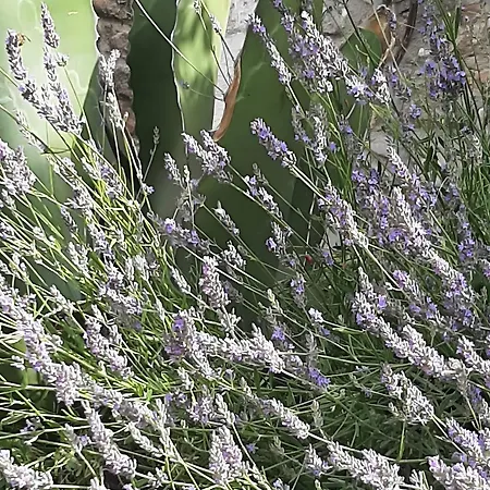 דירה Maisonnette De Charme Bord Ardeche *